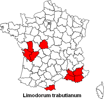 Limodorum trabutianum ( Limodore de Trabut ) Limodorum trabutianum